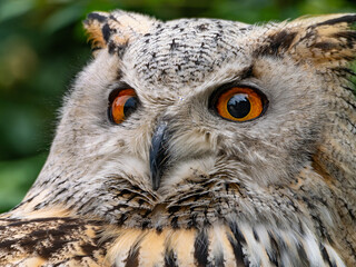 Obraz premium Beautiful eurasian great horned eagle owl portrait. (Bubo bubo) in summer nature, one of the largest species.