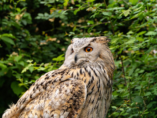 Beautiful eurasian great horned eagle owl portrait. (Bubo bubo) in summer nature, one of the largest species.