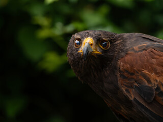 Close up of a Parabuteo unicinctus Harris's Hawk. Golden Eagle - Aquila chrysaetos, flying over...