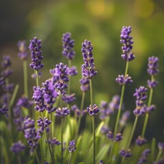Obraz premium Lavender Blossoms in a Field of Green