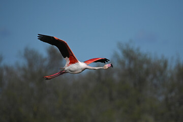 pink flamingo taking flight close-up