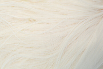 Close up view of white blonde human's hair. Women's wig texture. Lock of woman's hair. Abstract background. 