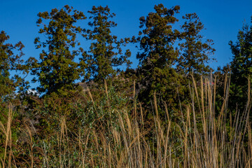 Grass in the forest. Ears of corn against a background of trees. Clear blue sky. 
