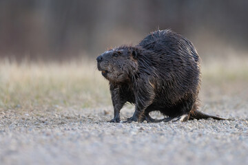 A beaver along a road side