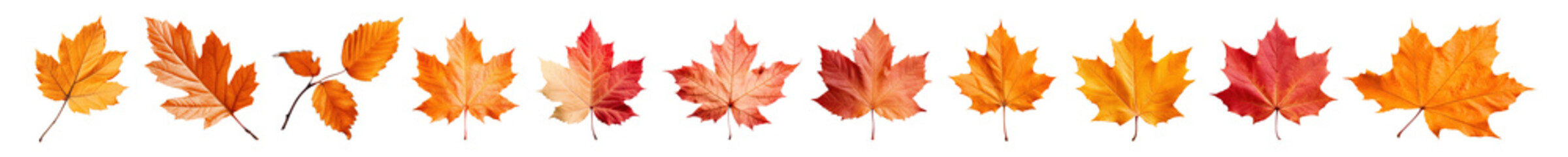 Fototapeta premium Autumn maple leaves design set