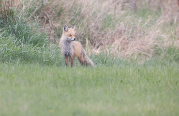 Fototapeta premium A fox standing on grass