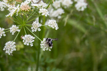 Ashy mining bee collecting pollen from oenanthe crocata the hemlock water dropwort is a flowering...