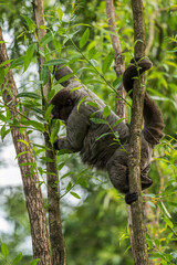 Common Woolly Monkey - Lagothrix lagothricha, unique gray monkey with long tail native in tropical forests of Amazonia, Ecuador.