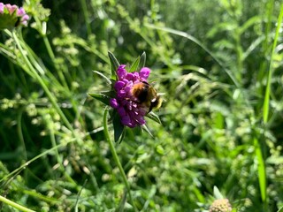 bee on a flower