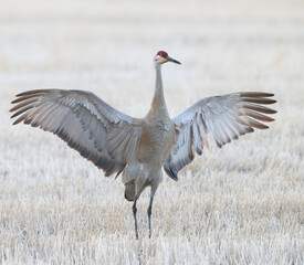 A sandhill crane with its wings fully spread 