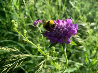 bumblebee on a flower