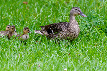 Female Mallard Leads her Three Ducklings through the Grass at Audubon Park, New Orleans, Louisiana, USA