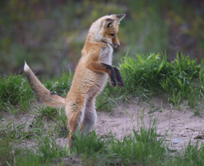 A red fox kit getting ready to pounce