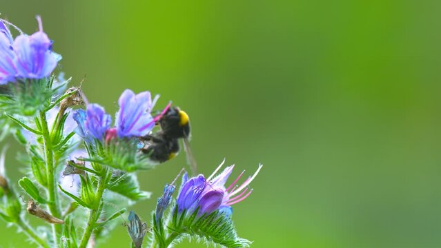 bumblebees and bees pollinate flowers
