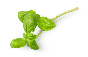 fresh green basil leaves