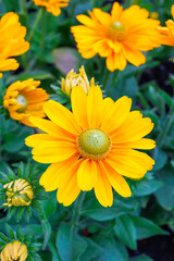 Very beautiful golden flowers of Amarillo Gold Roodbeckia mesmerizing in their beauty.