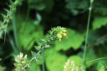 natural flower photos growing in rural areas