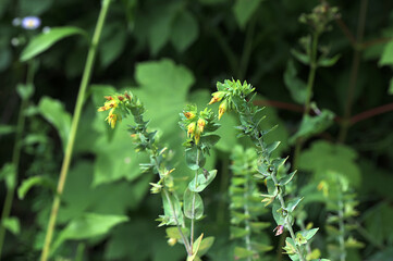 Fototapeta premium natural flower photos growing in rural areas