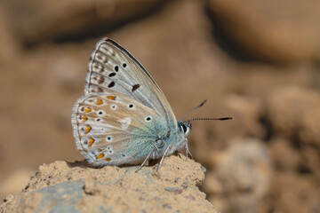 blue butterfly resting on the stone, Polyommatus dezinus