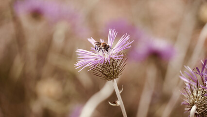 Bee pollinating the flower Galactites tomentosa.