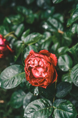 Detailed view of a vibrant rose flower blooming on a bush, showcasing intricate details of the petals and stems