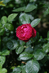 Detailed view of a vibrant rose flower blooming on a bush, showcasing intricate details of the petals and stems