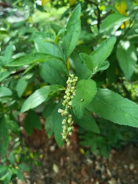 Rivina humilis is a species of flowering plant in the family Petiveriaceae. It was formerly placed in the pokeweed family, Phytolaccaceae.