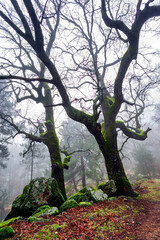 Stones with moss