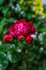 A vibrant red rose featuring delicate petals and lush green leaves, growing in a garden setting