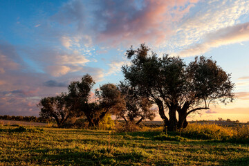 Fototapeta premium Olivos al amanecer