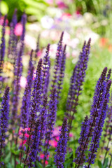 Russian Sage flowers blooming in a well-maintained garden