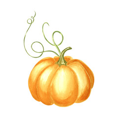 Pumpkin yellow whole ripe. Hand drawn watercolor botanical illustration, isolated. Thanksgiving traditional autumn vegetable. Template for invitation, card, Halloween decorating, wrapping, embroidery.