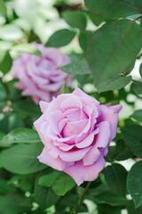Detailed close up of a pink rose blooming on a bush with vibrant green leaves surrounding it