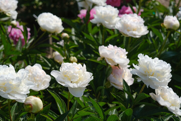 A bunch of white and pink peony flowers blooming in a garden setting