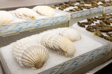 Fresh Scallops on a seafood market. Frozen scallops sold at the food market