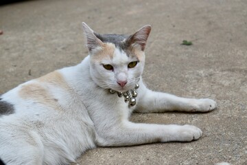 Street cat