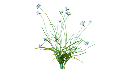 plant and flower transparent background