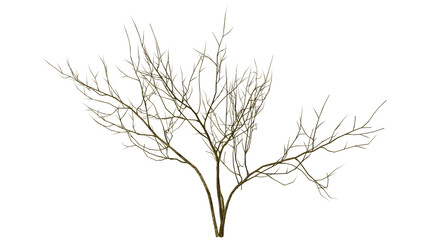 a dead tree that only has its trunk and branches left