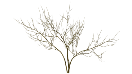 a dead tree that only has its trunk and branches left