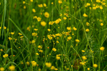 Bright Yellow Buttercups in Green Field
