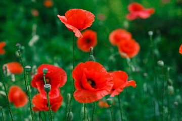 Red poppies flowers growing abundantly in the grass, creating a striking contrast between the vivid hues