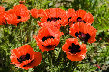 A cluster of vibrant red poppy flowers standing tall amidst green grass