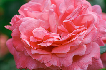 Naklejka premium A pink rose flower stands out against a backdrop of vibrant green leaves