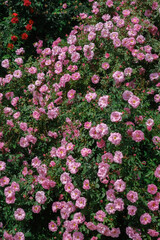 Fototapeta premium A vibrant bush of pink rose flowers blooming in a well-maintained garden