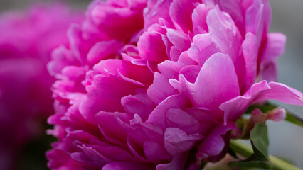 Vibrant Pink Peony in Full Bloom