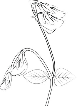 recommend clip art: Sweet pea botanical illustration, sweet pea vector art, sweet pea line drawings, sweet pea wall decor, sweet pea isolated on white background, sweet pea flower clip art, green sweet pea drawings