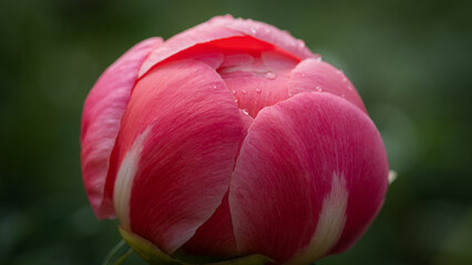 Close-Up of Pink Peony Bud with Dewdrops