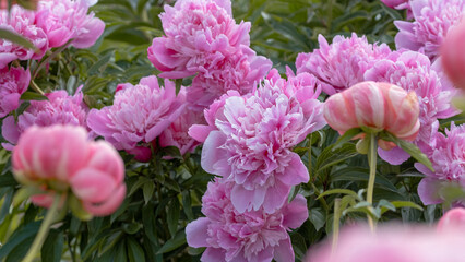 Field of Blooming Pink Peonies