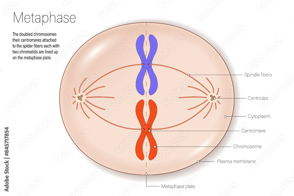 Wall mural stages of metaphase. cell division for education use. cell cycle.