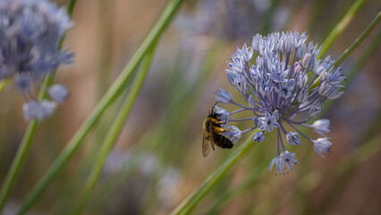 Bee Pollinating Purple Allium Flower